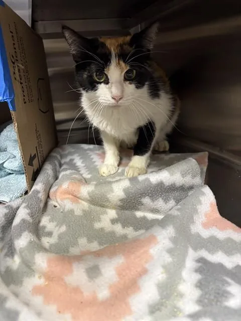A young medium-sized female Domestic Short Hair cat named Muffin for adoption in Killeen, TX