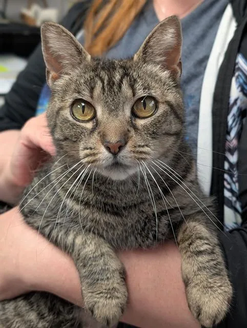 A young medium-sized female Domestic Short Hair cat named Dawn for adoption in Canfield, OH