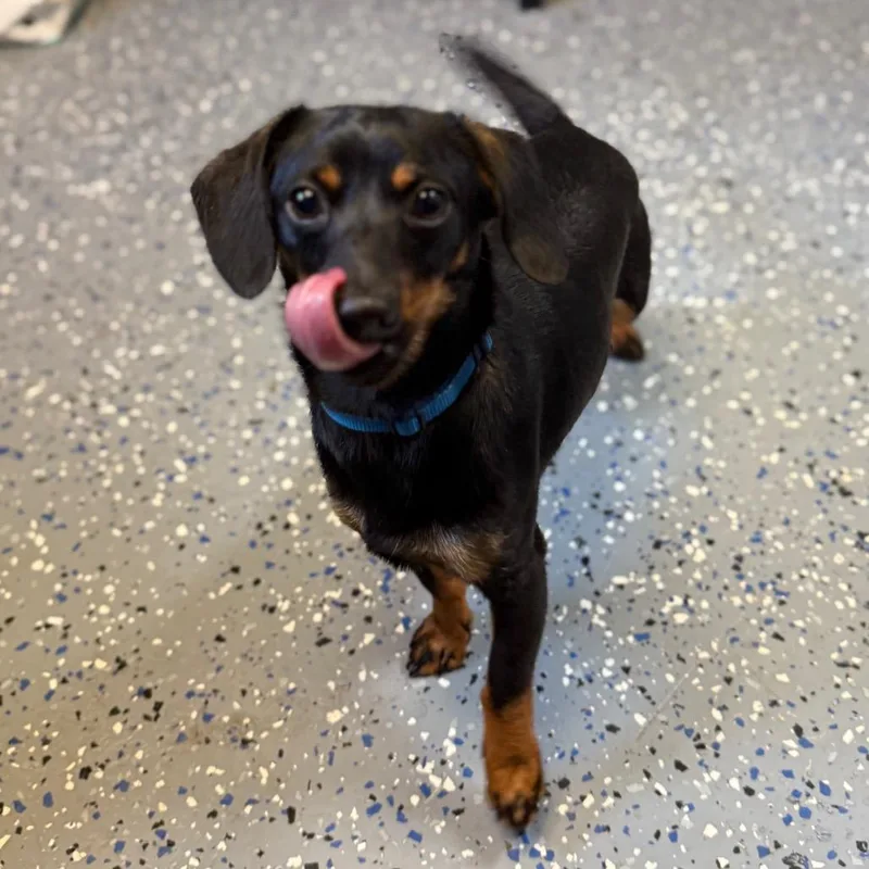 A young small-sized male Black Dachshund dog named Tuscstray for adoption in Tuscaloosa, AL