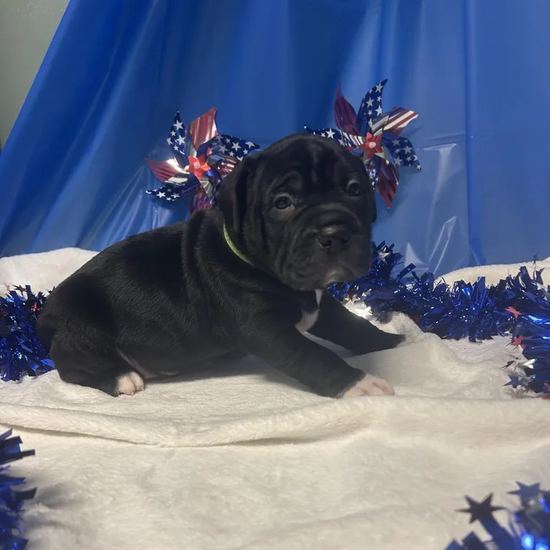 A baby small-sized male Black Mixed Breed dog named Hulkblack for adoption in Greenville, PA