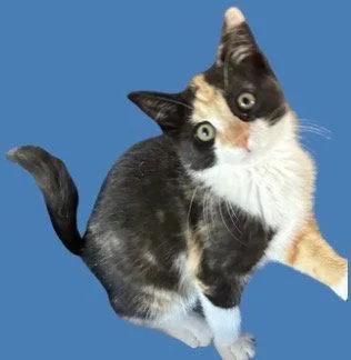 A baby medium-sized female Domestic Short Hair cat named Hershey's for adoption in Broomall, PA