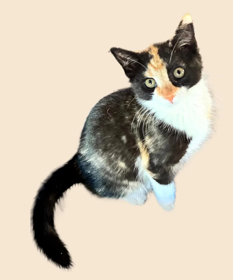 Hershey's thumbnail 2