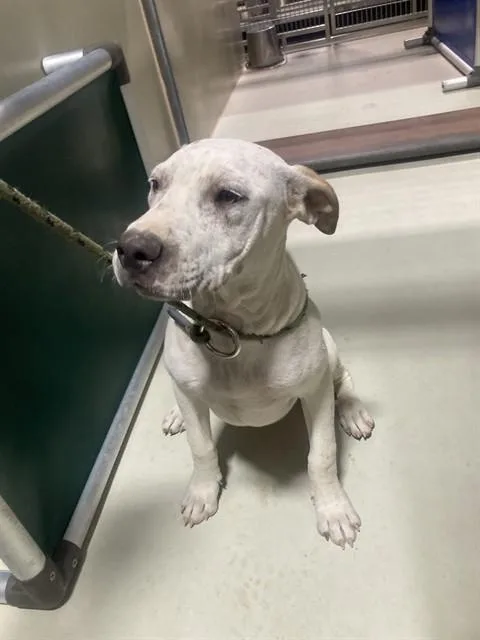 A young medium-sized male Pit Bull Terrier dog named Bear for adoption in Bakersfield, CA