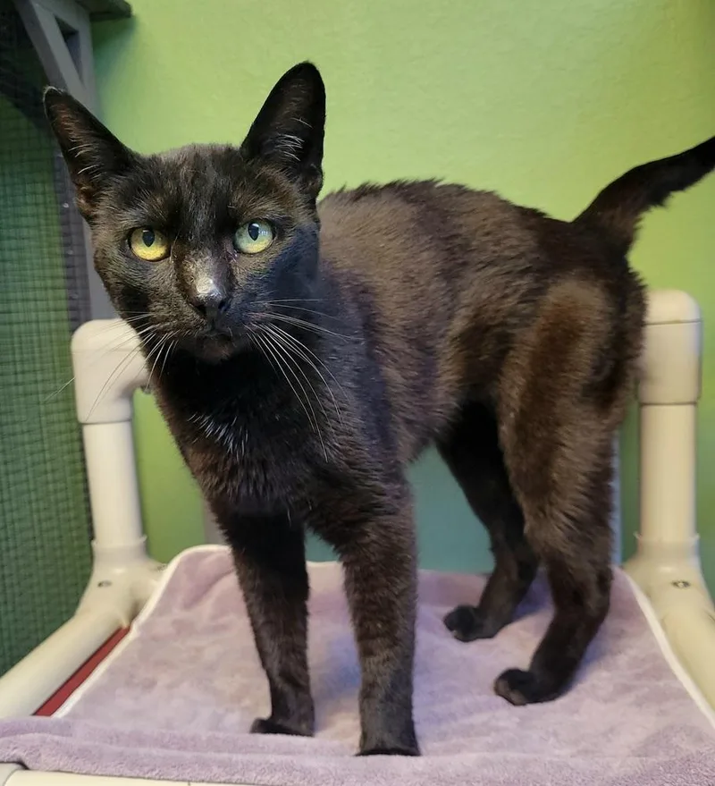 Lily thumbnail 4