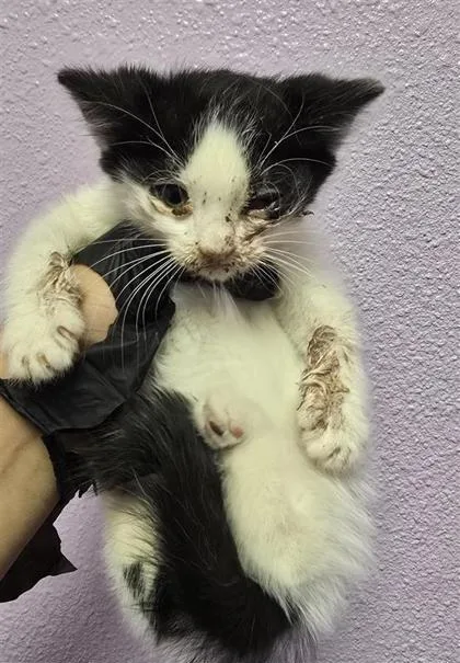 A baby small-sized female White Domestic Short Hair cat named 60924743 for adoption in El Paso, TX