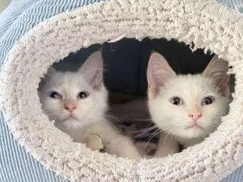 Merida thumbnail 2