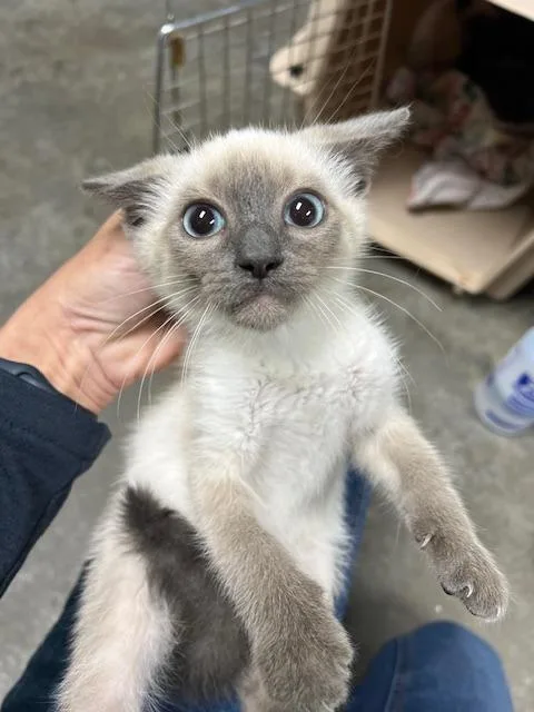 A baby small-sized male Siamese cat named Noodle  EOD  for adoption in Chickamauga , GA