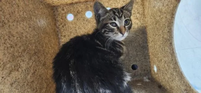 A baby medium-sized male Domestic Short Hair cat named Raphael for adoption in Los Angeles, CA