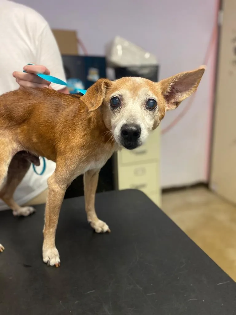 A senior small-sized male Chihuahua dog named Elvis for adoption in New Braunfels, TX