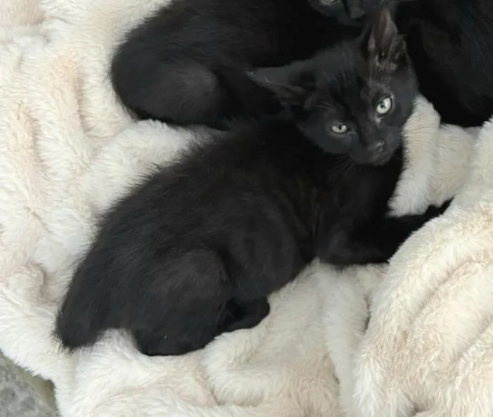 A baby medium-sized male Black Domestic Short Hair cat named Noir for adoption in Albuquerque, NM