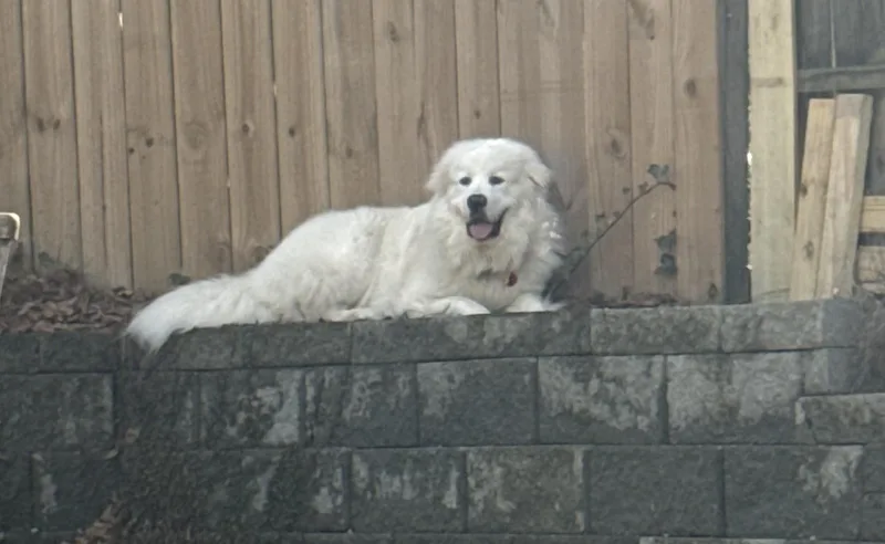 Sir Reginald thumbnail 2