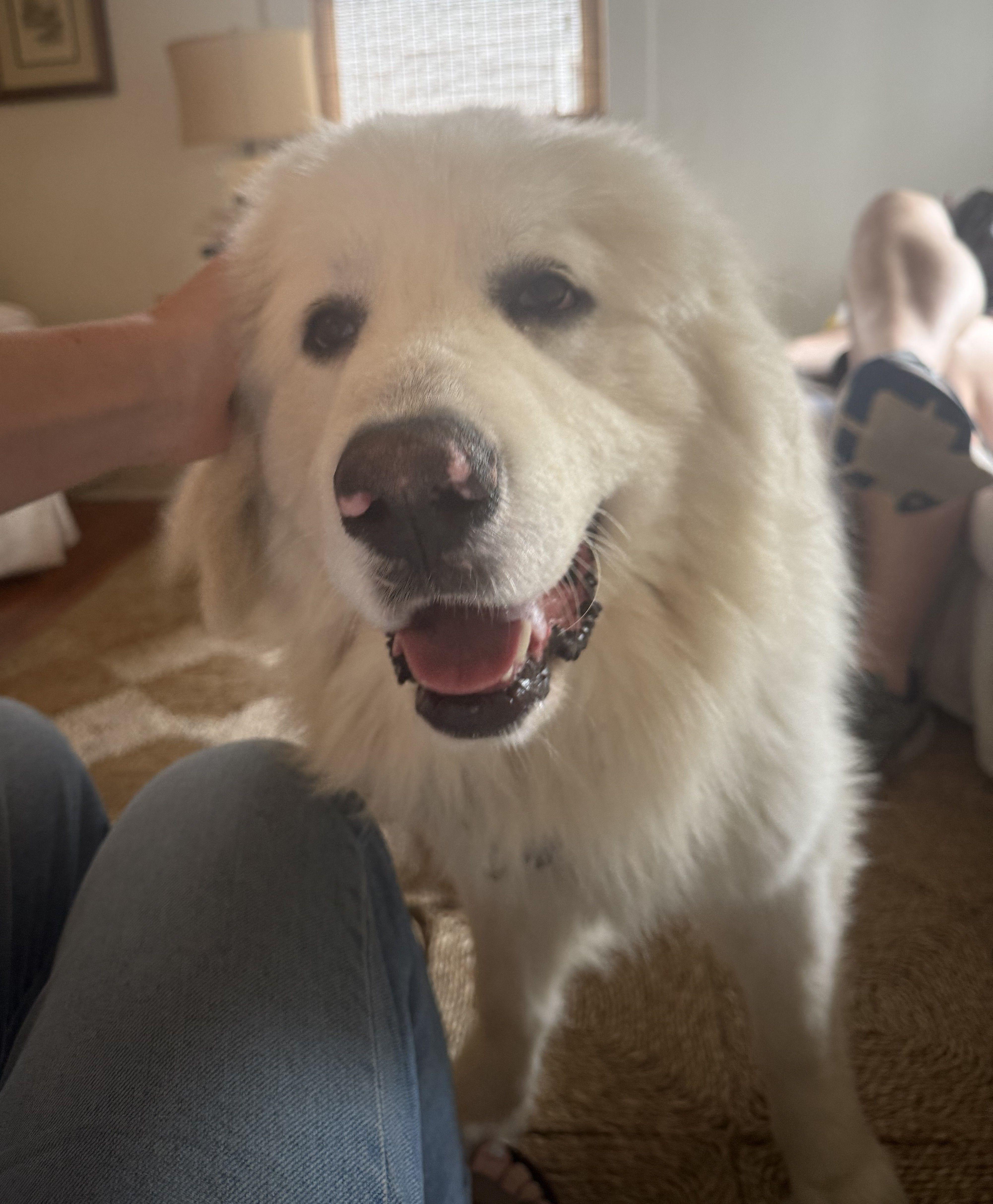 Sir Reginald thumbnail 3