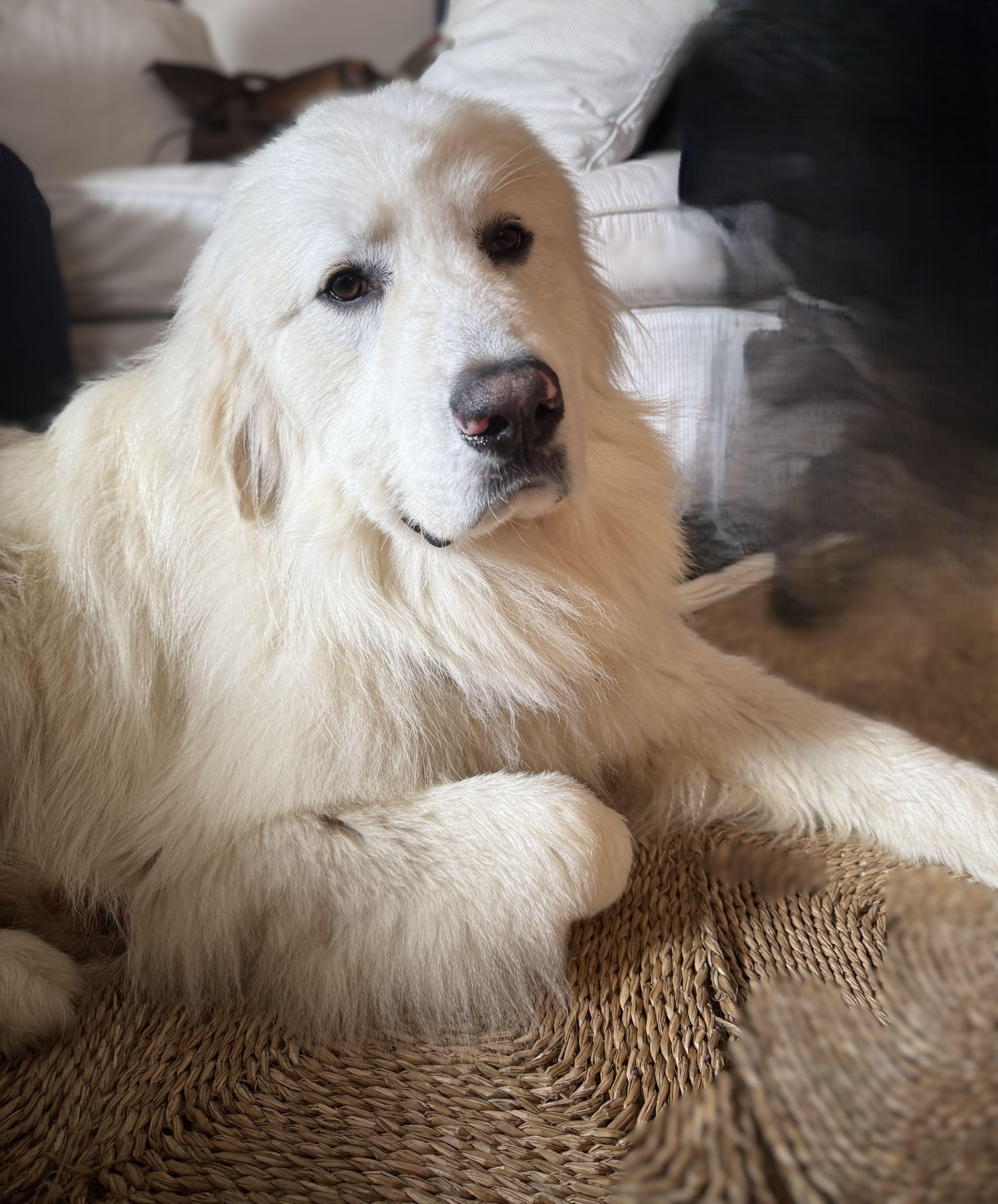 Sir Reginald thumbnail 4