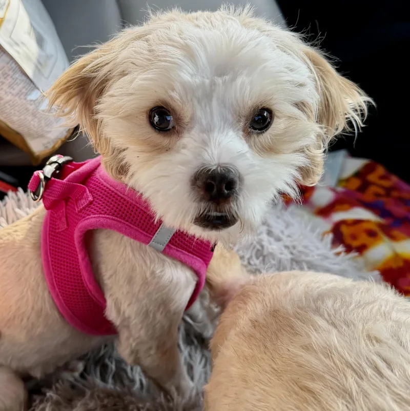 A baby small-sized female White / Cream Shih poo dog named Kandace Turnder for adoption in Plano, TX
