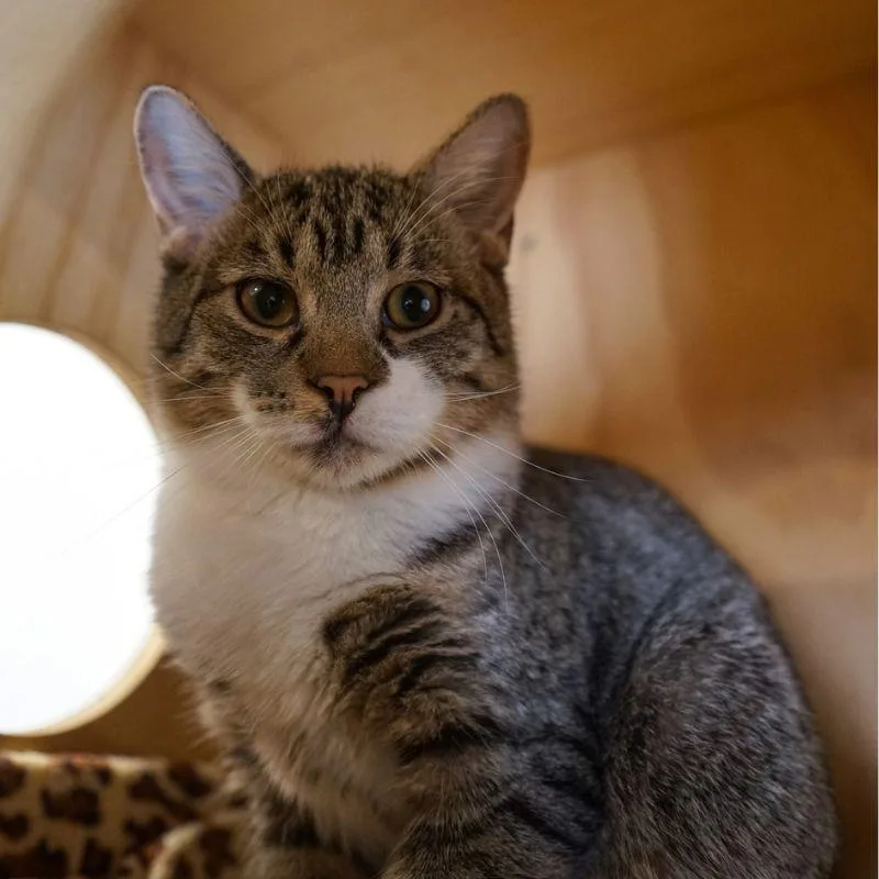 A young medium-sized male Domestic Short Hair cat named Lark for adoption in Jackson, WY