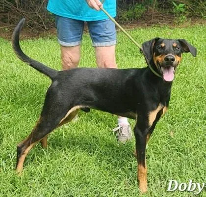 Doby
