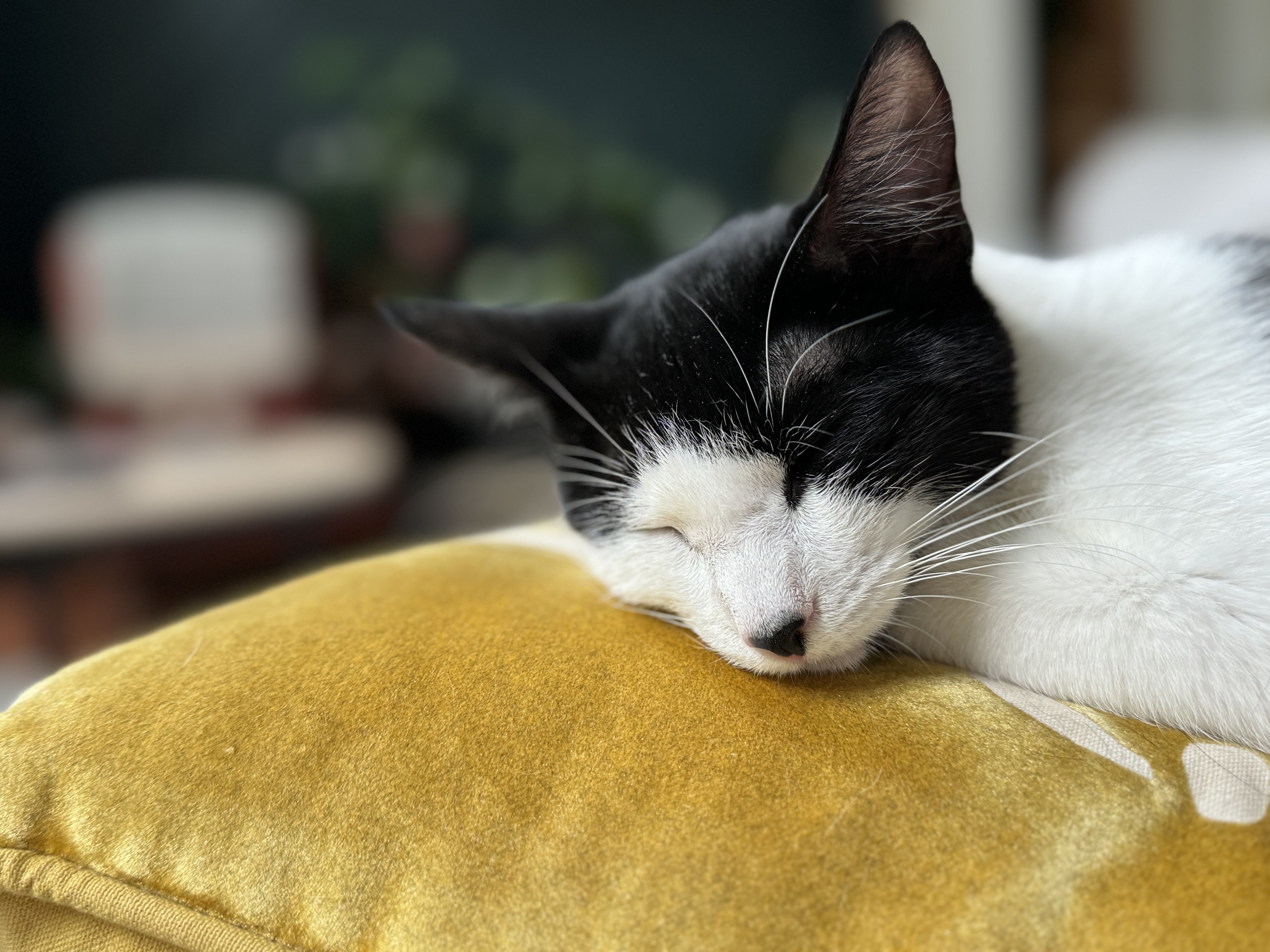 Makamae  Athens  thumbnail 2