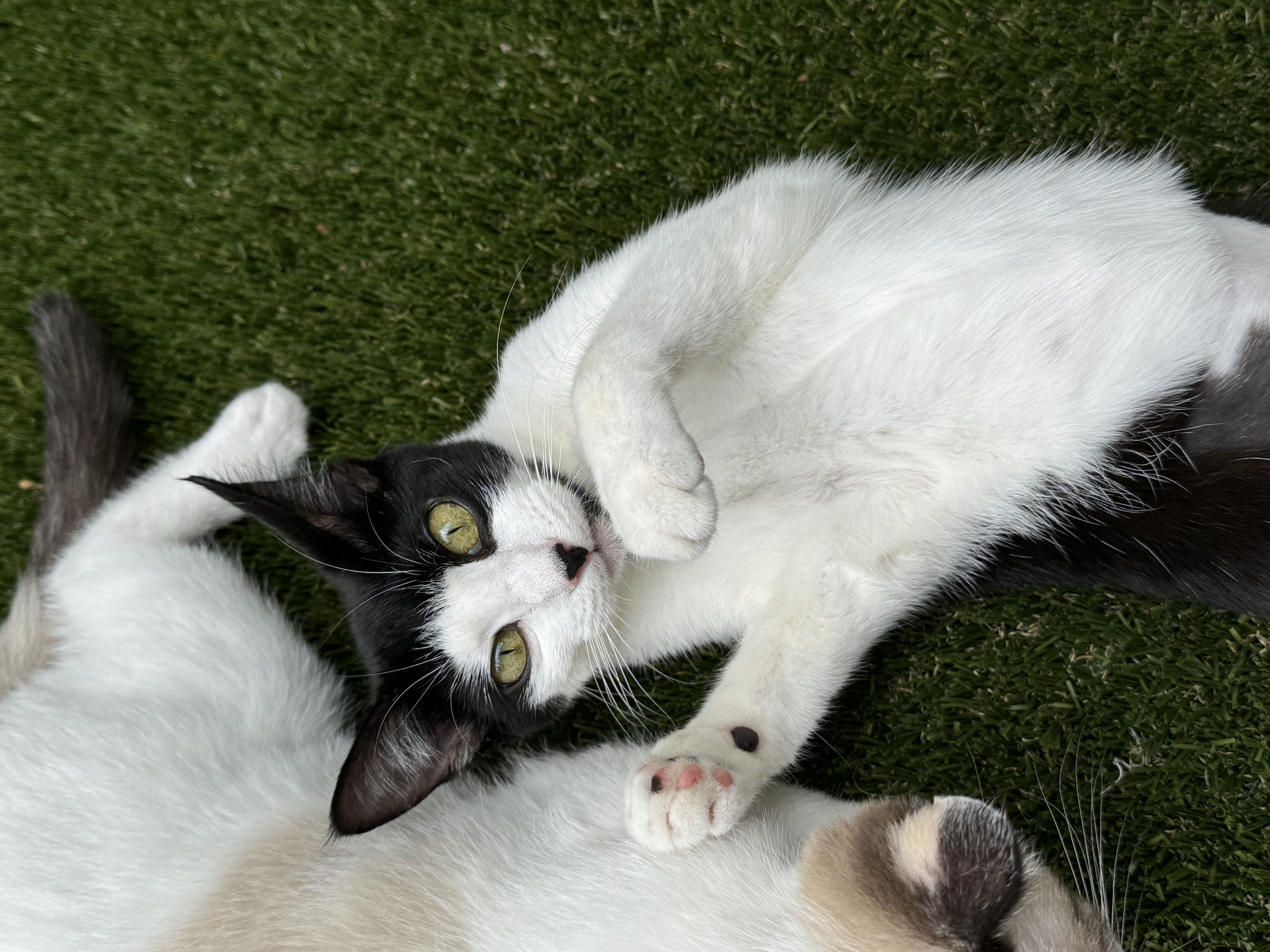 Makamae  Athens  thumbnail 3