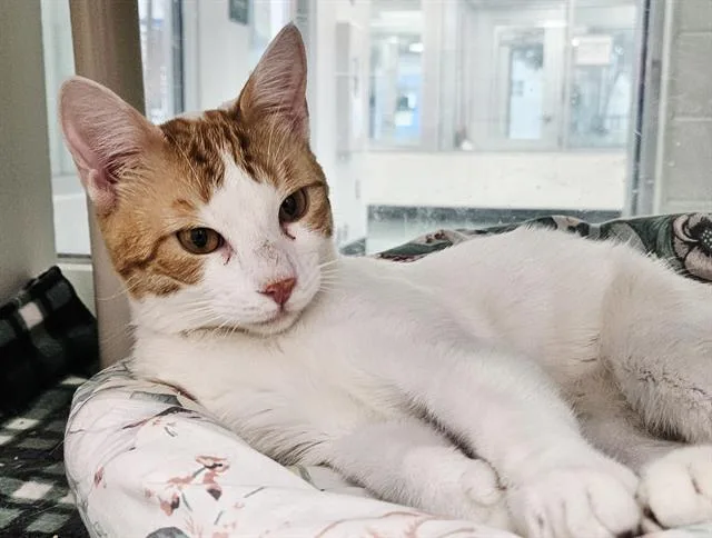A young medium-sized male Domestic Short Hair cat named Samwise for adoption in Albuquerque, NM