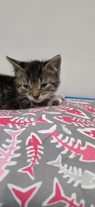 An adult small-sized male Domestic Short Hair cat named Mr. Noggin for adoption in Berwick, PA