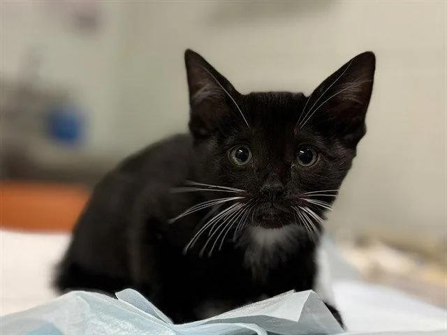 A baby small-sized male Black & White / Tuxedo Domestic Short Hair cat named Rigatoni for adoption in Tavares, FL