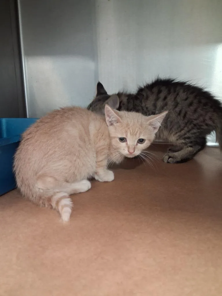 A baby small-sized male Domestic Short Hair cat named Jax for adoption in Cartersville , GA