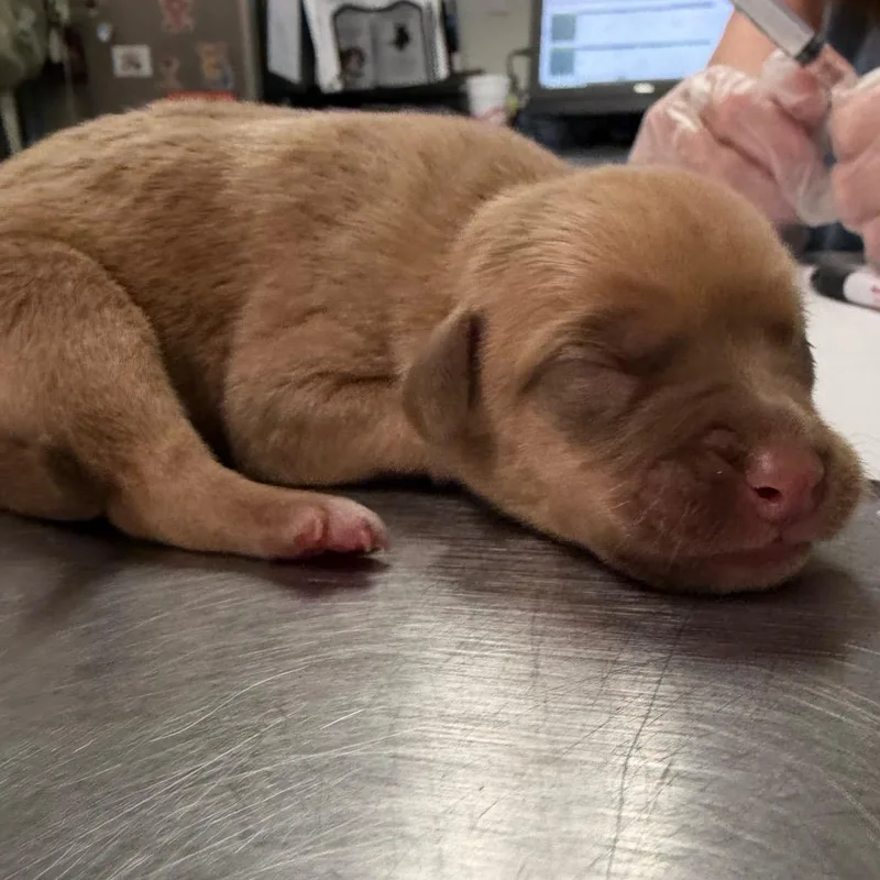A baby small-sized female Brown / Chocolate Mixed Breed dog named Tumbleweed for adoption in Charleston, WV