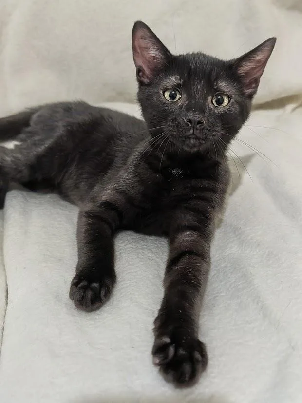 A baby medium-sized male Domestic Short Hair cat named Etouffee for adoption in Youngsville, NC