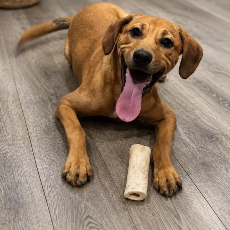 A young medium-sized male Red / Chestnut / Orange Pit Bull Terrier dog named Chandler for adoption in Mokena, IL