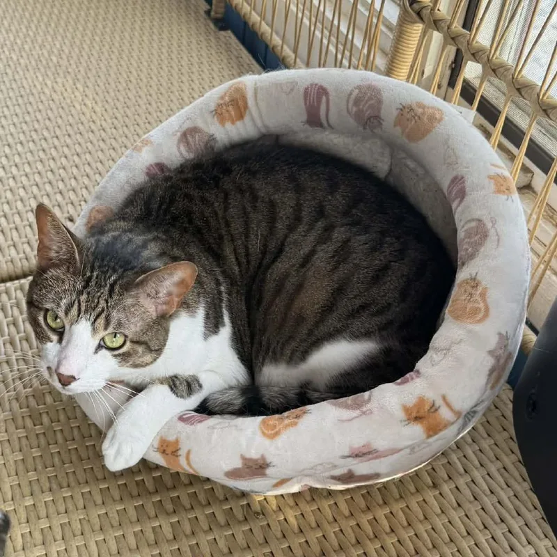 A senior small-sized male Domestic Short Hair cat named Beemer for adoption in Minneapolis, MN
