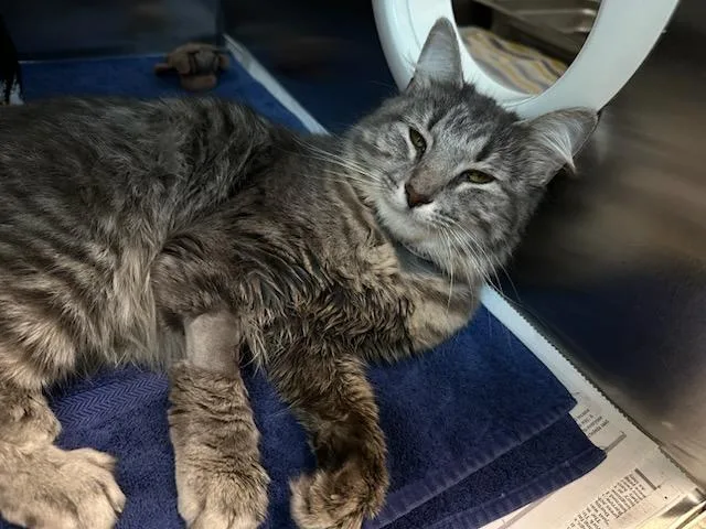 A young medium-sized female Domestic Long Hair cat named Dove for adoption in Boston, MA
