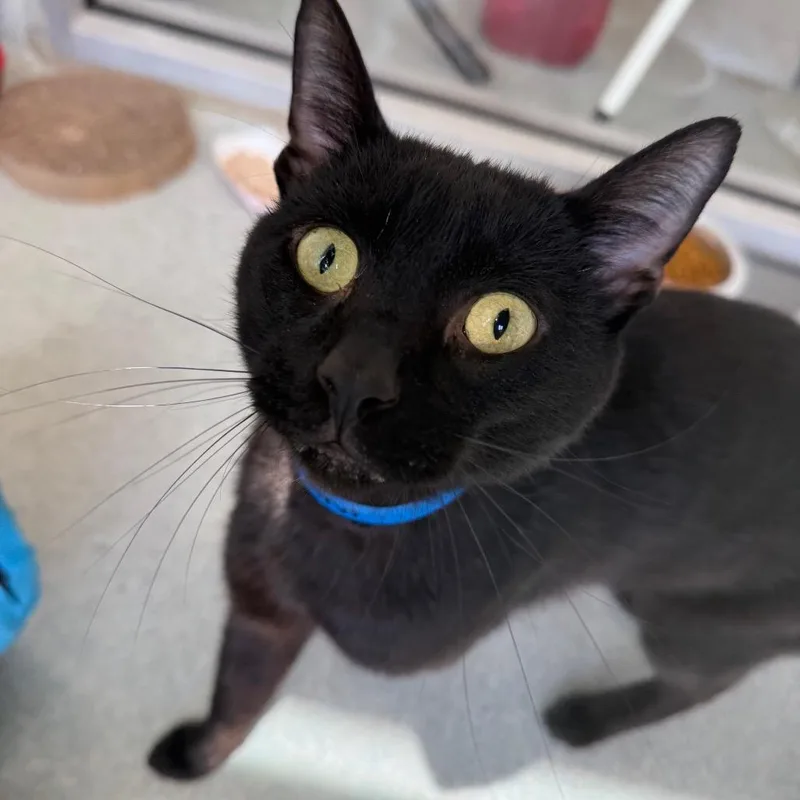 An adult large-sized male Black Domestic Short Hair cat named James Bond for adoption in Chicago, IL