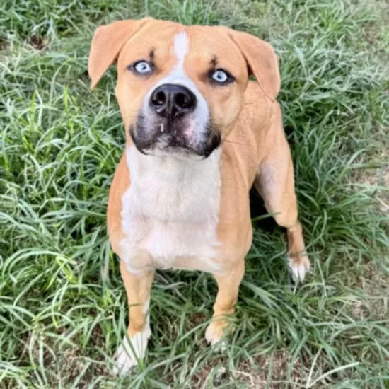 An adult medium-sized male Labrador Retriever dog named Ghost Face for adoption in Houston, TX