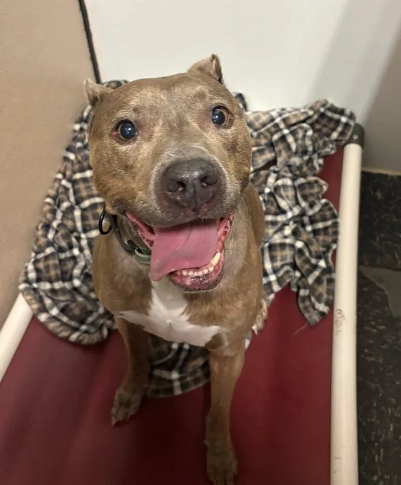 An adult medium-sized male Brindle Pit Bull Terrier dog named Chance for adoption in Mokena, IL