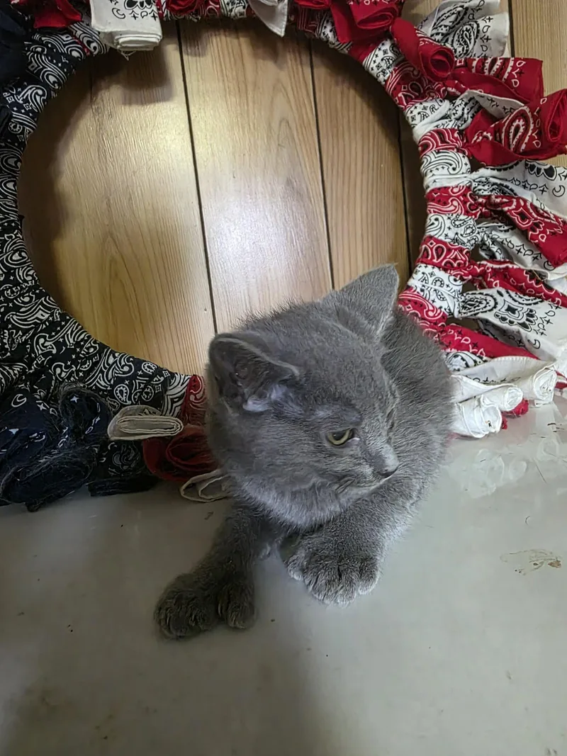 A baby medium-sized female Gray / Blue / Silver Extra-Toes Cat / Hemingway Polydactyl cat named Syrup for adoption in Cosby, TN