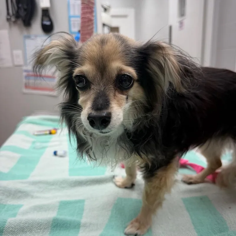 A senior small-sized female Black Chihuahua dog named Itty Bitty for adoption in Buellton, CA