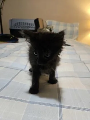 A baby small-sized female Domestic Short Hair cat named Maeve for adoption in Lawrenceville, GA