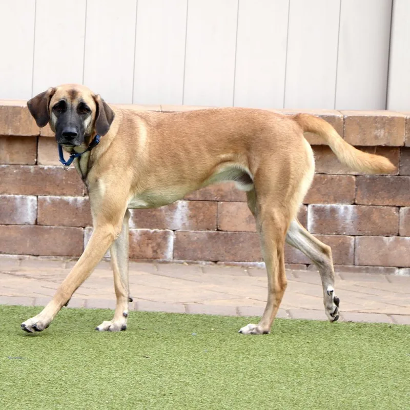 An adult large-sized male Mixed Breed dog named IR Jack for adoption in Port Washington, NY