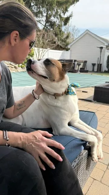 An adult large-sized male Hound dog named Murphy for adoption in Long Beach, NY