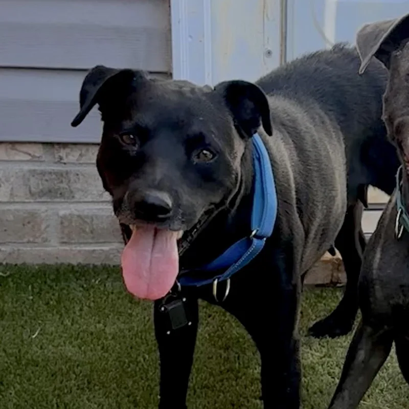 An adult medium-sized female Gray / Blue / Silver Labrador Retriever dog named Angel for adoption in Mount Juliet, TN