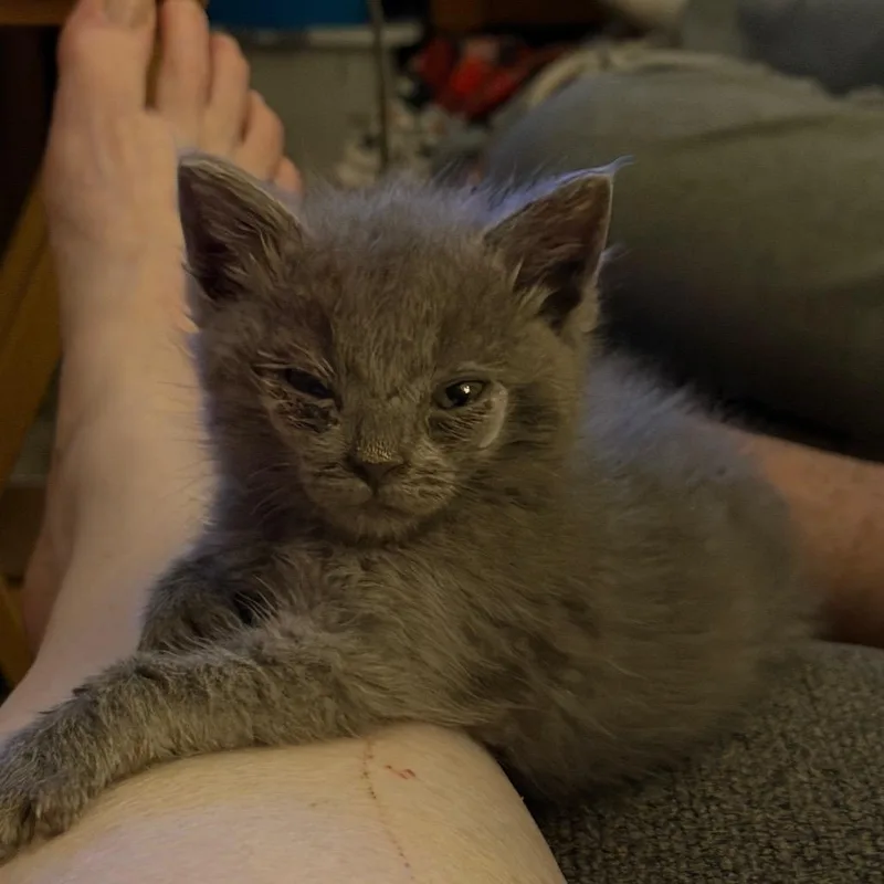 A baby small-sized male Gray / Blue / Silver Domestic Medium Hair cat named Eeyore Willingham for adoption in Woodstock, VA