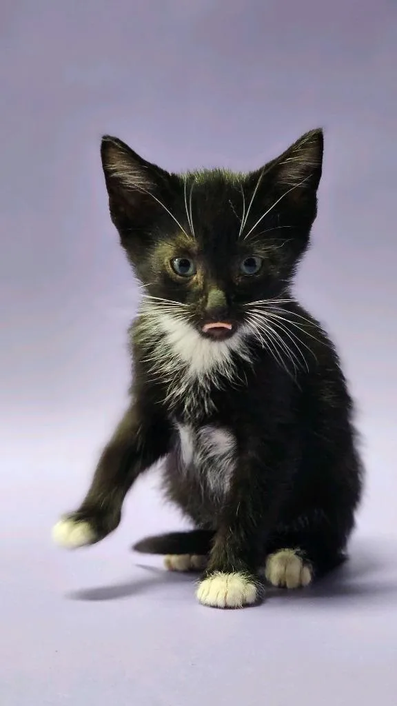 Bb Billy thumbnail 3