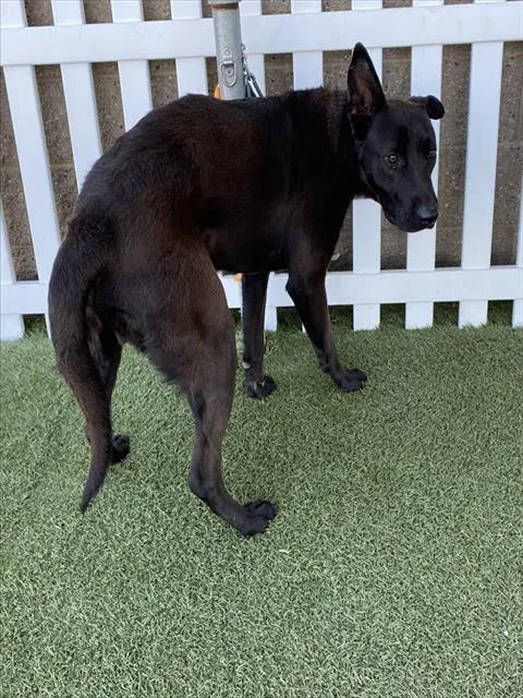 An adult large-sized male German Shepherd Dog dog named Coven for adoption in Modesto, CA