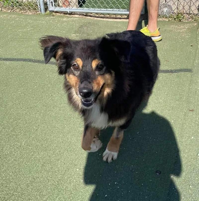 An adult medium-sized female Black Australian Shepherd dog named Franny for adoption in Sparta, WI