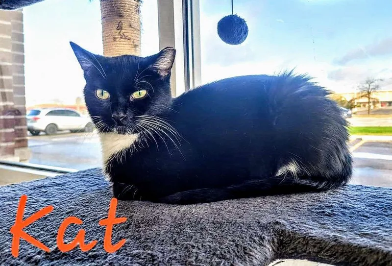 C Litter Kat  thumbnail 3