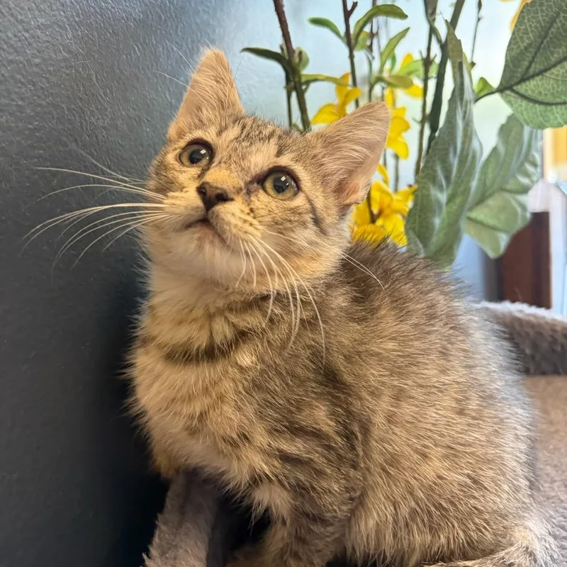 A baby small-sized male Domestic Short Hair cat named Mr. Oakley & Miss for adoption in Boca Raton, FL