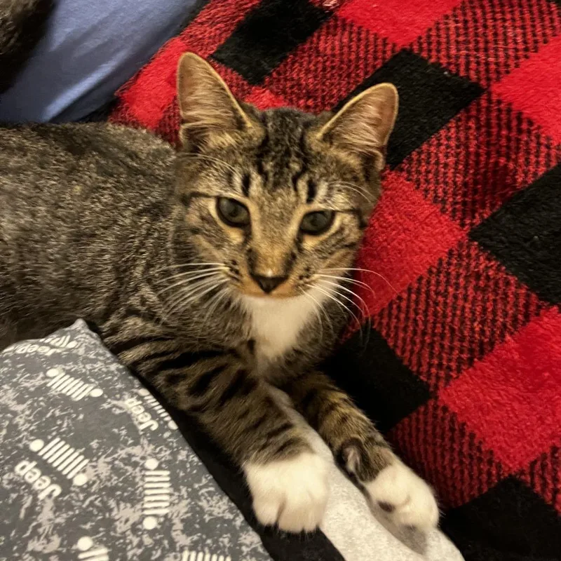 A baby medium-sized male Brown / Chocolate Domestic Short Hair cat named Taquito for adoption in Hamburg, NY