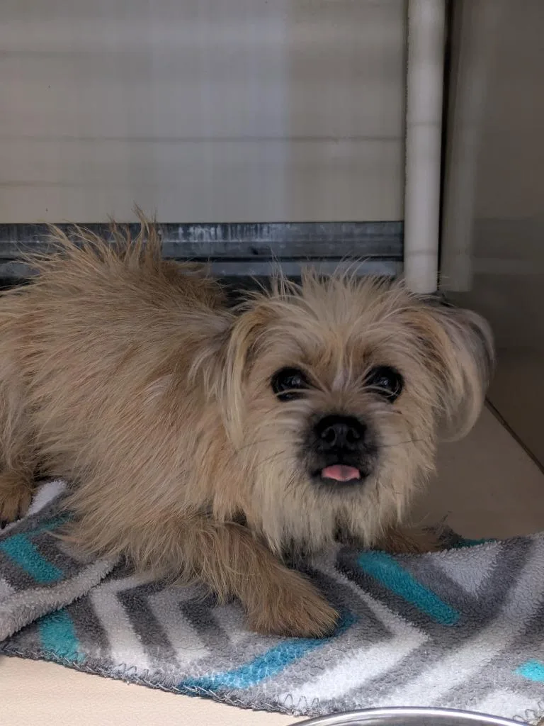 A young small-sized female Pug dog named Punkin for adoption in Brownwood, TX