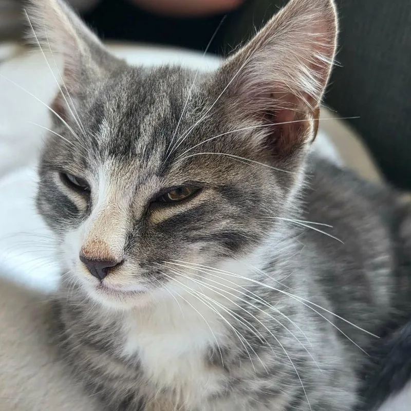 Ozzie