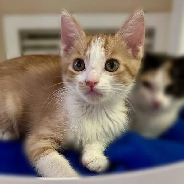 A baby small-sized male Domestic Short Hair cat named Zeff for adoption in Walnut Creek, CA